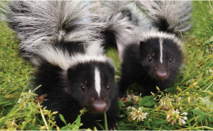 There have been many reported sightings of skunks in and around Old Ottawa East this spring and summer; humans know to avoid them, but dogs seem more curious.