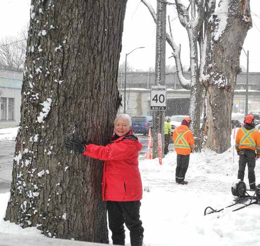Long-time Old Ottawa East resident Viviane Villeneuve hugs the massive silver maple on Main Street that will be removed as part of the GMH project. Photo John Dance 