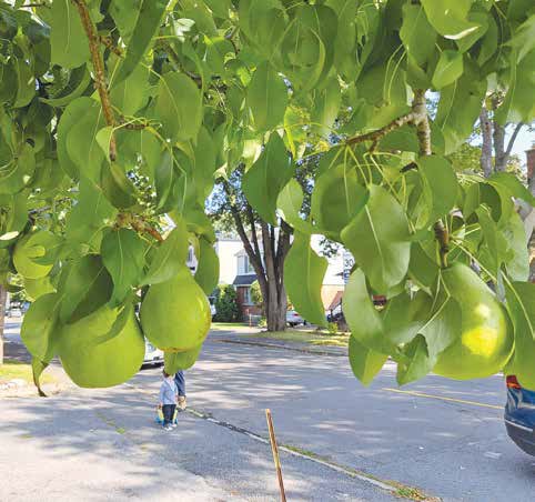 Clumps of ripe pears hang down from several fruit trees on the Gavillucci's front lawn. Photo by Lorne Abugov 