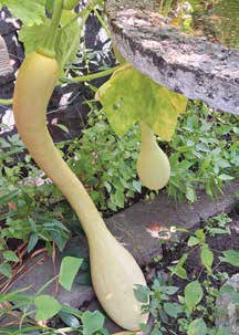 Giant trumpet zucchinis more than a metre in length are one of Giovanni's many specialties. Photo by Lorne Abugov 