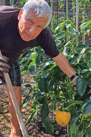 If you take an interest in Giovanni's pepper plants, he'll surely take an interest in you. If you happen to meet him, take the time to say hello and ask him how his garden's growing. You'll be glad you did! Photo by Lorne Abugov 
